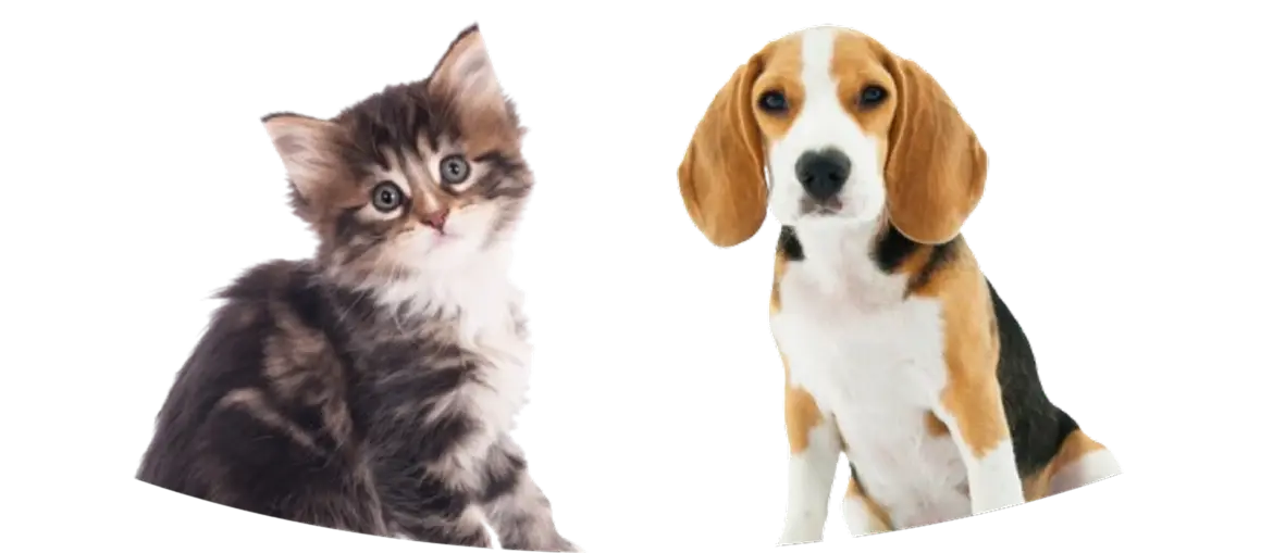 subscribe_background